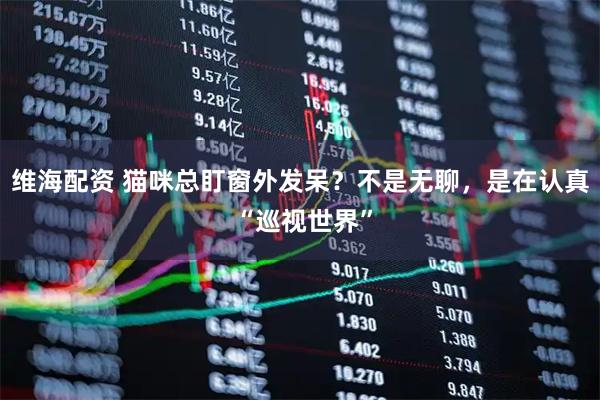 维海配资 猫咪总盯窗外发呆？不是无聊，是在认真 “巡视世界”